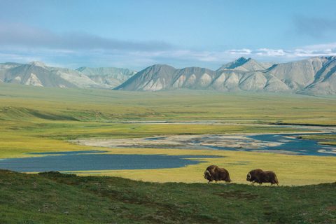 Image Description: Musk oxen have been around for almost two millions years. Along with caribou, they are the only hoofed animals that survived the end of the Pleistocene era. Today, they roam the tundra of the Arctic National Wildlife Refuge in Alaska, in search of grasses, mosses and herbs in the permafrost. Image Credit: Florian Schulz